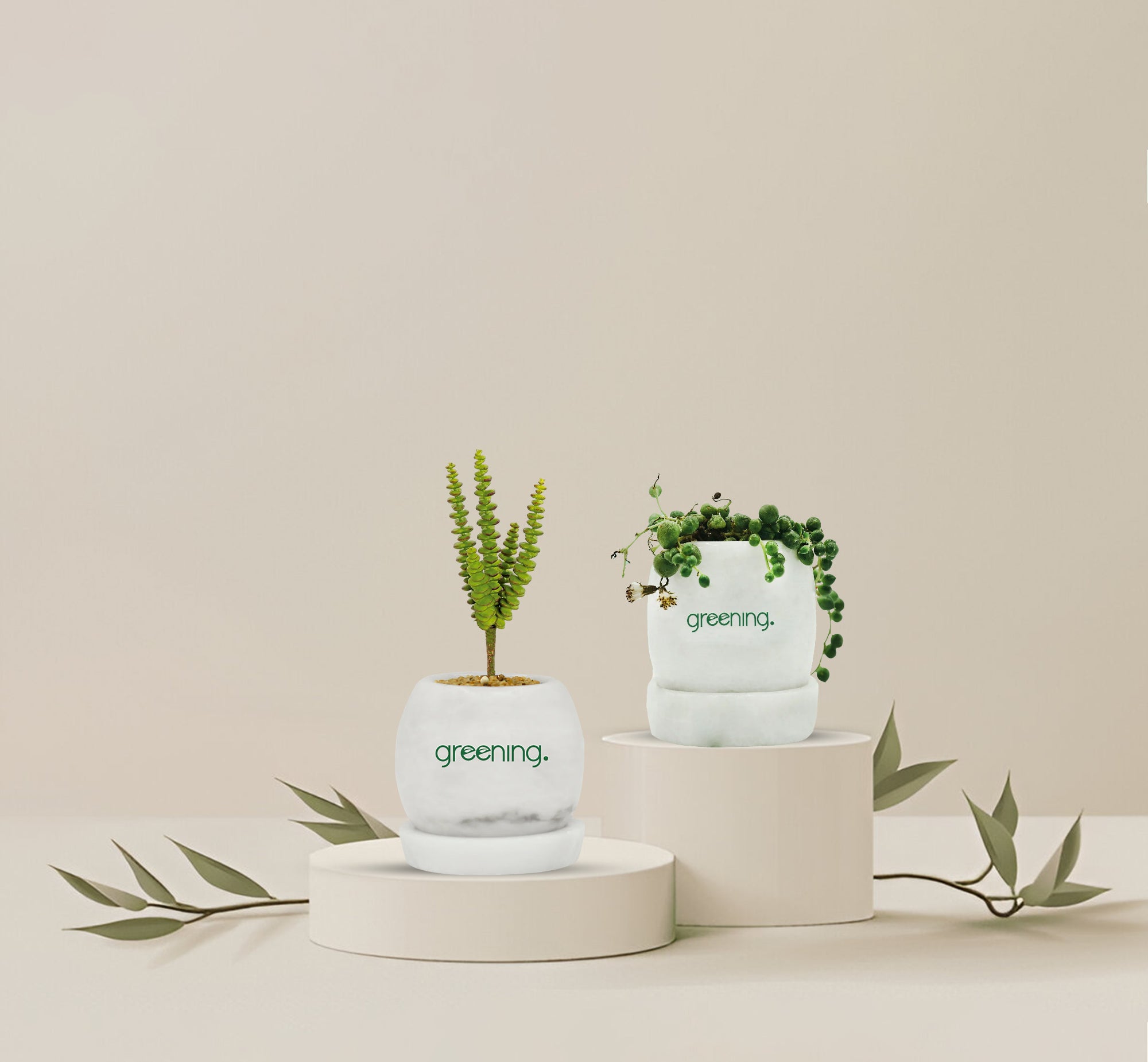 Set of 2 Indoor Plants | Crassula Buttons + String of Tears in Marble Pots
