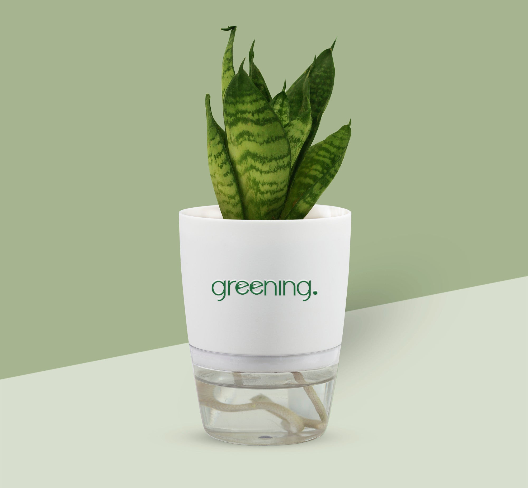 Sansevieria Green - Snake Dawrf  Plant