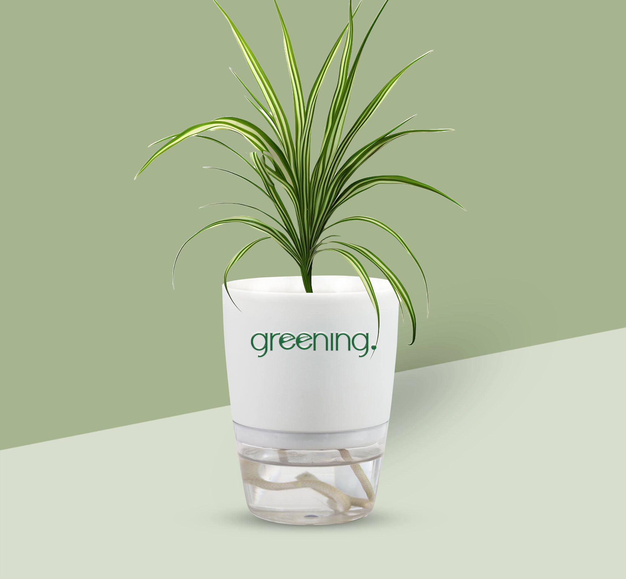 Spider Plant