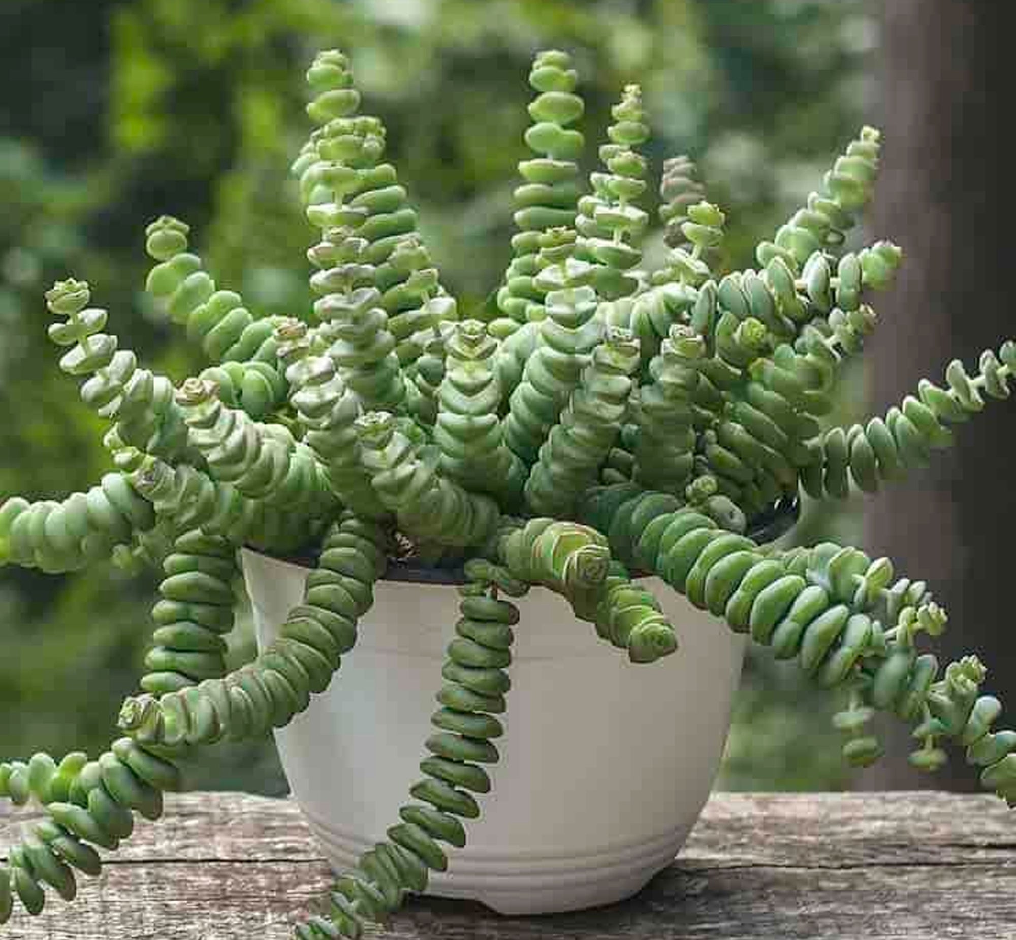 Crassula Buttons Succulent