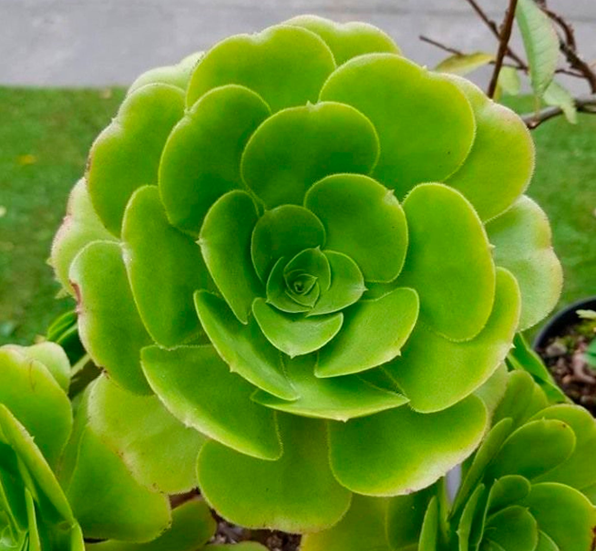 Aeonium Arboreum