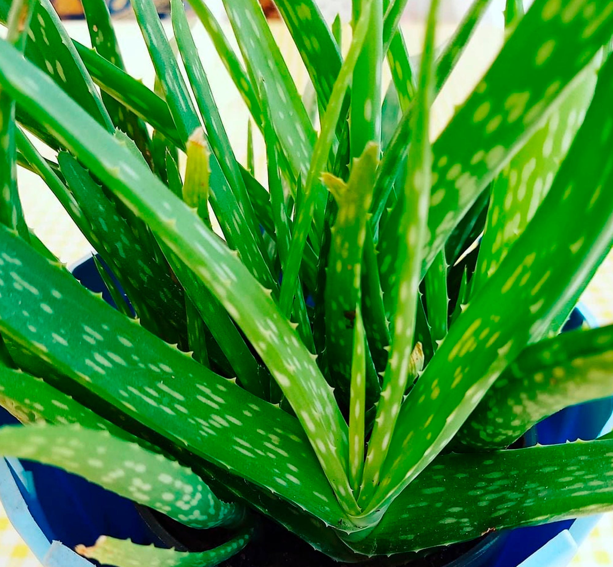 Aloe Vera