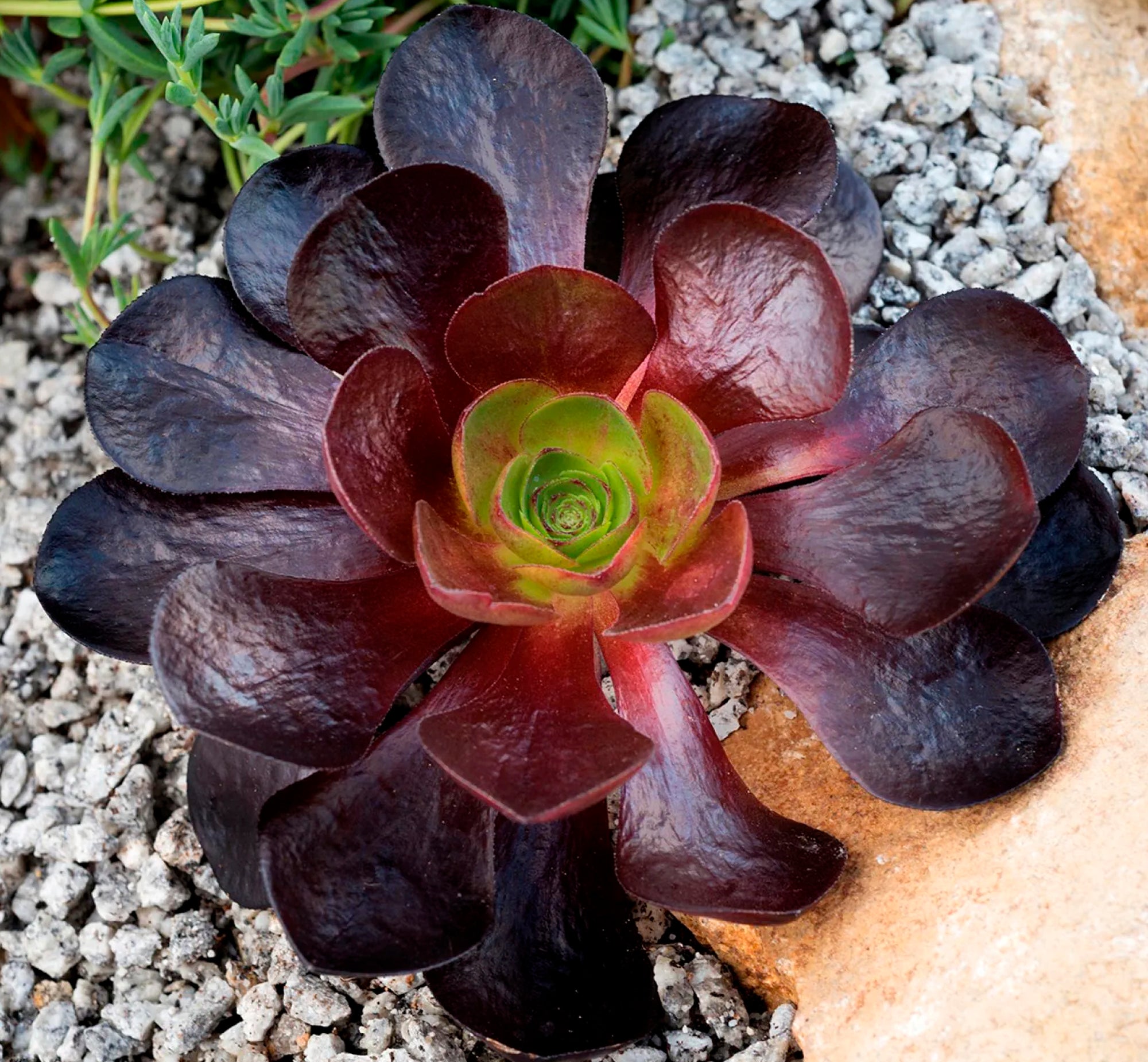 Black Plant Aeonium Zwartkop black Rose Succulent