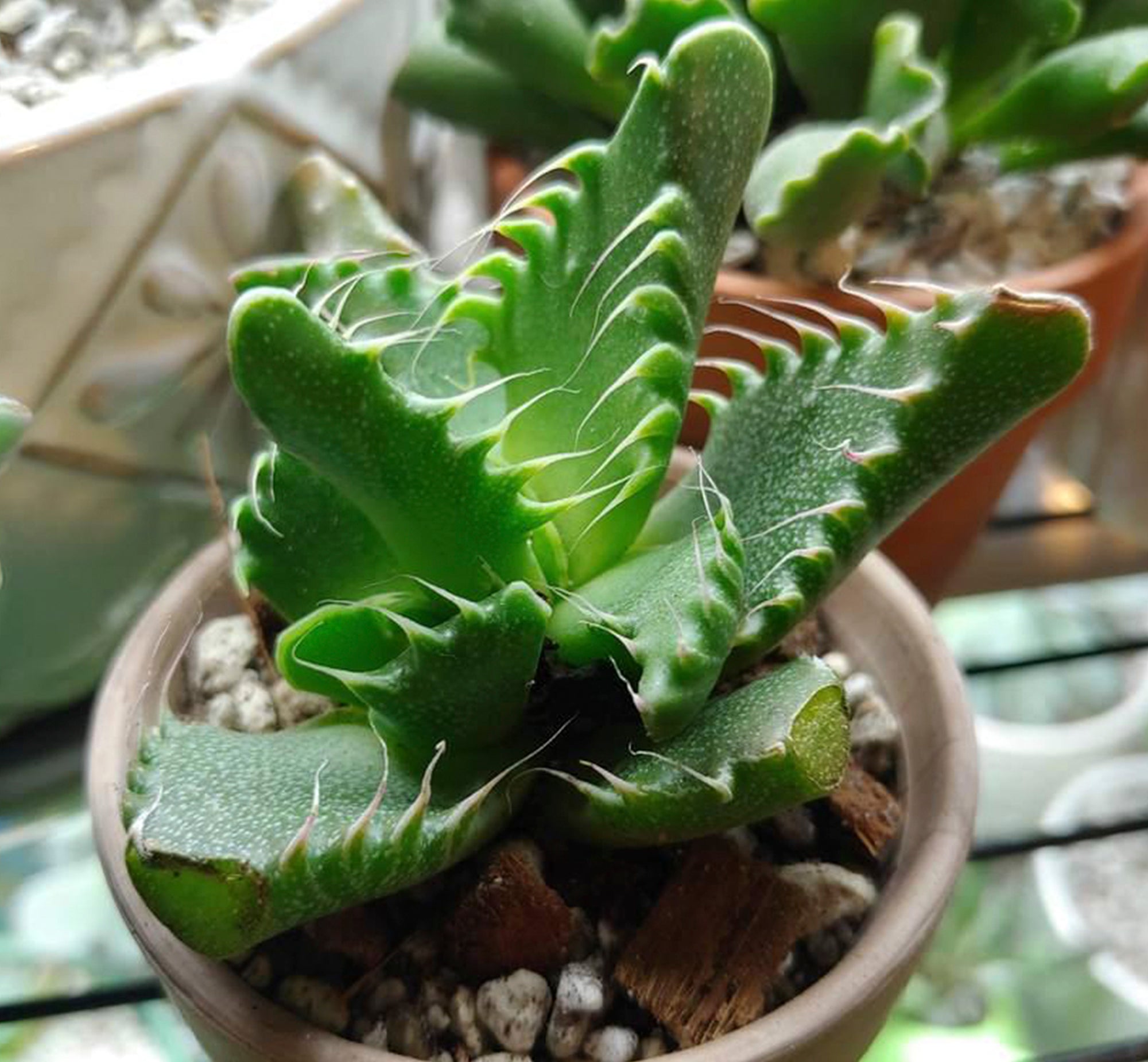 Faucaria Tigrina (Tiger jaws)