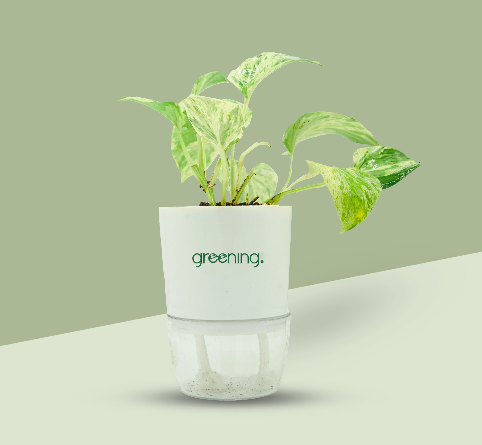 Money Plant Marble Queen | The Marbled Vine of Prosperity