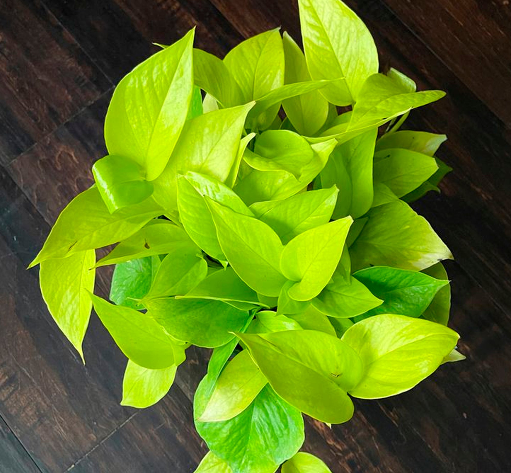 Neon Lemon Lime Pothos Money Plant