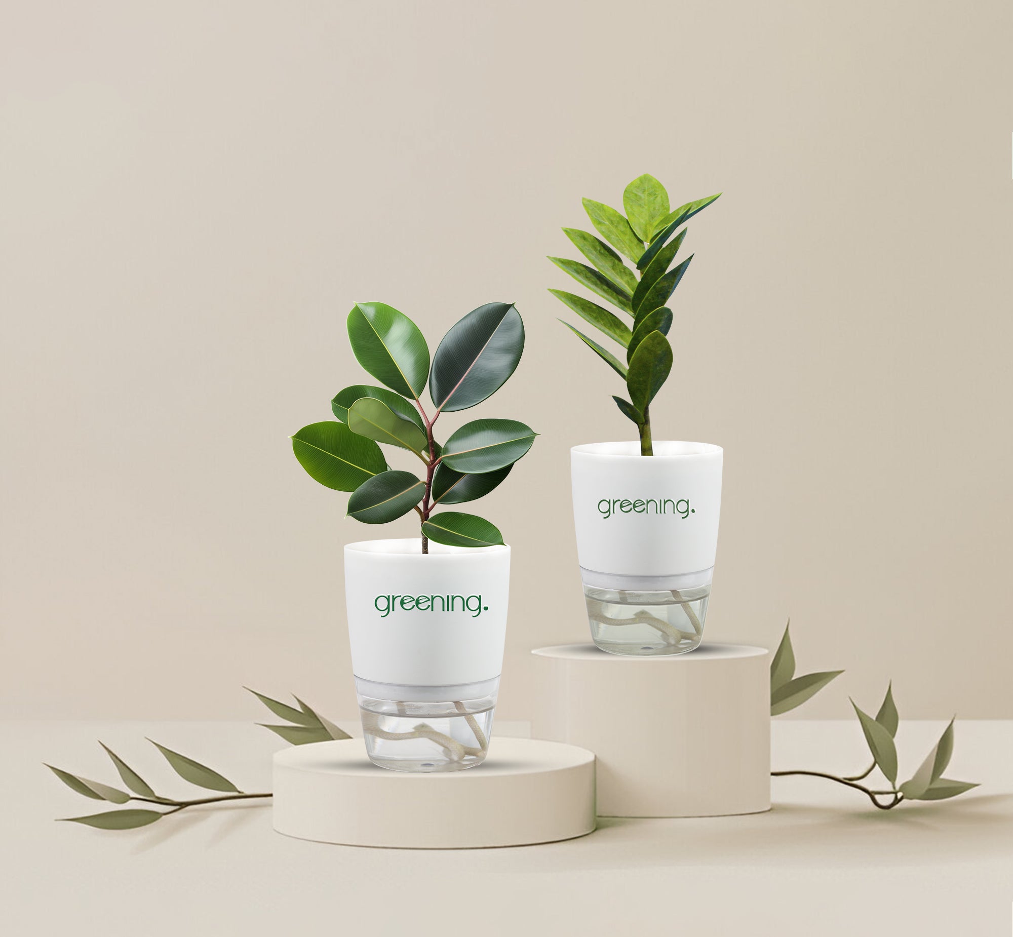 Set of 2 Indoor Plants | Rubber Plant + ZZ Plant in Self-Watering Pots