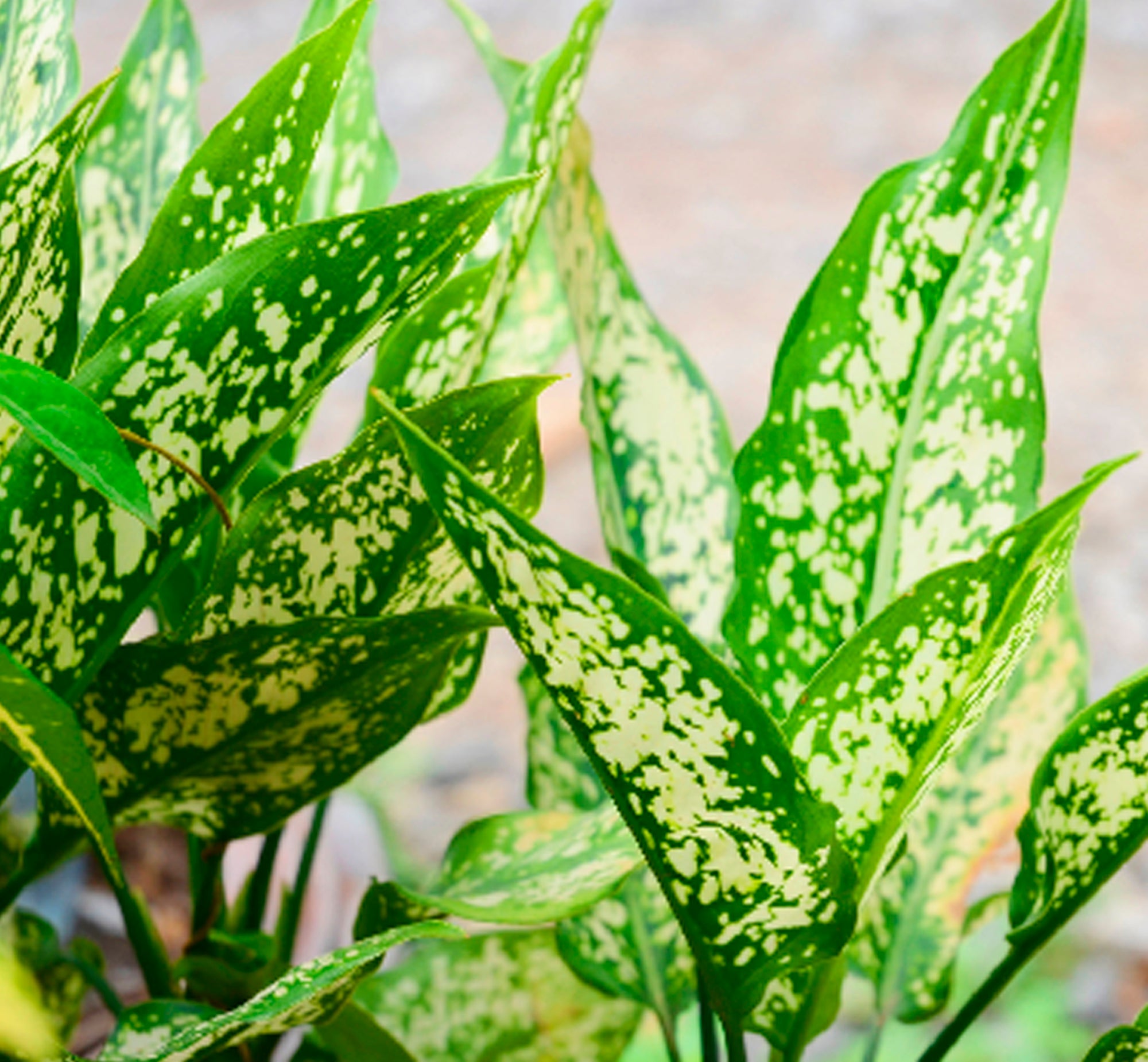 Aglaonema Snow White