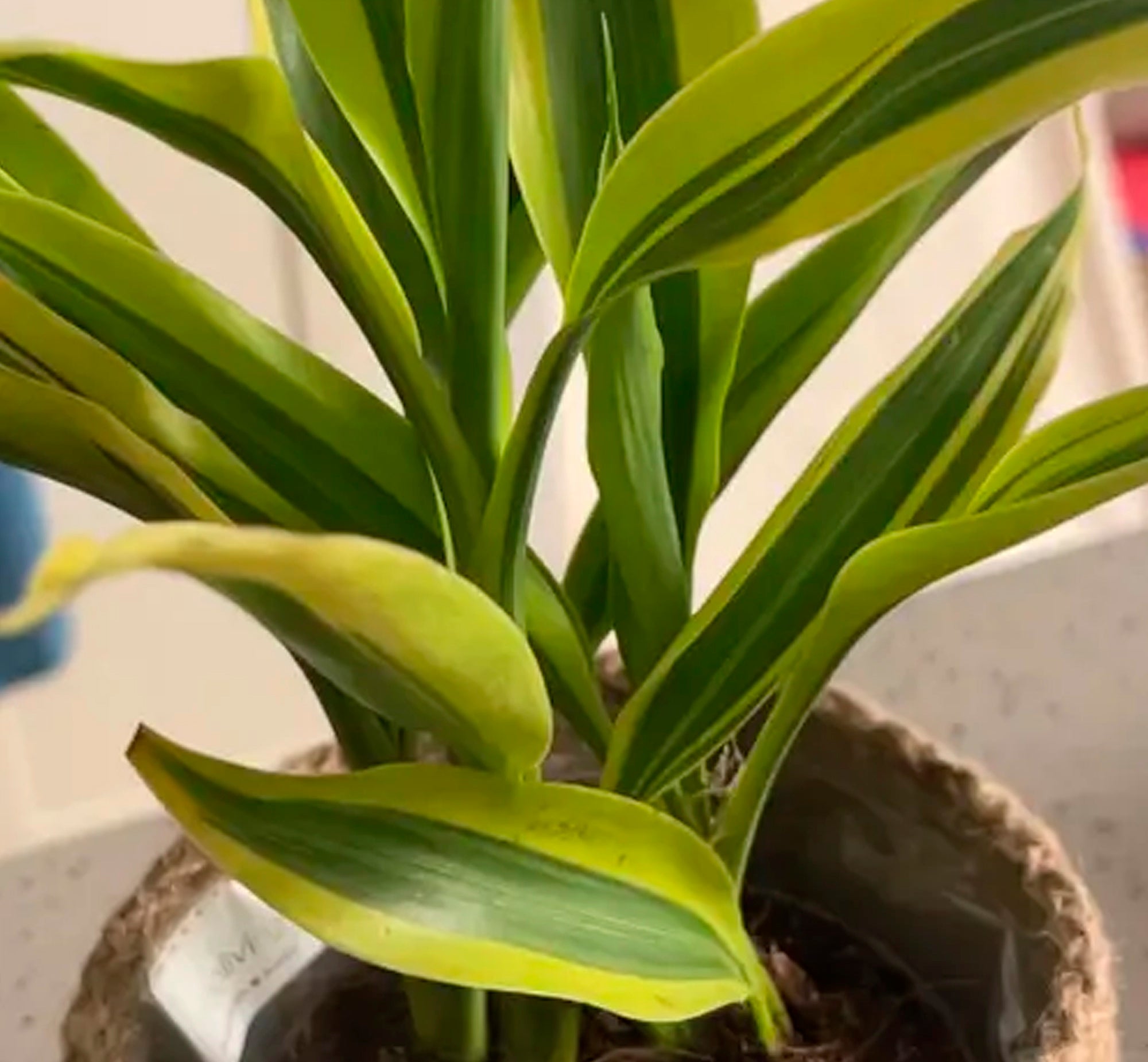 Dracaena Reflexa Song of India