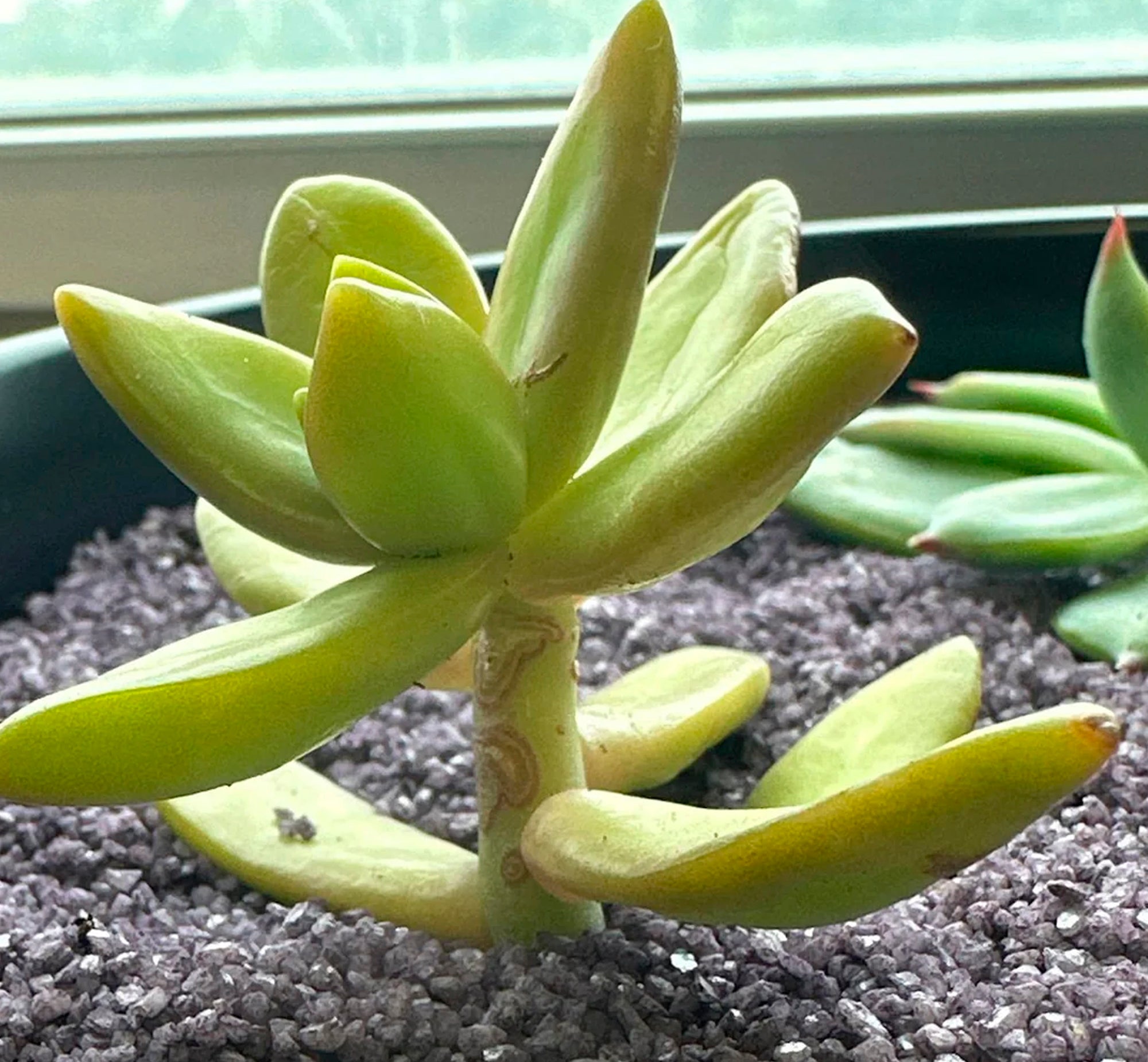 Graptopetalum (Ghost Plant)