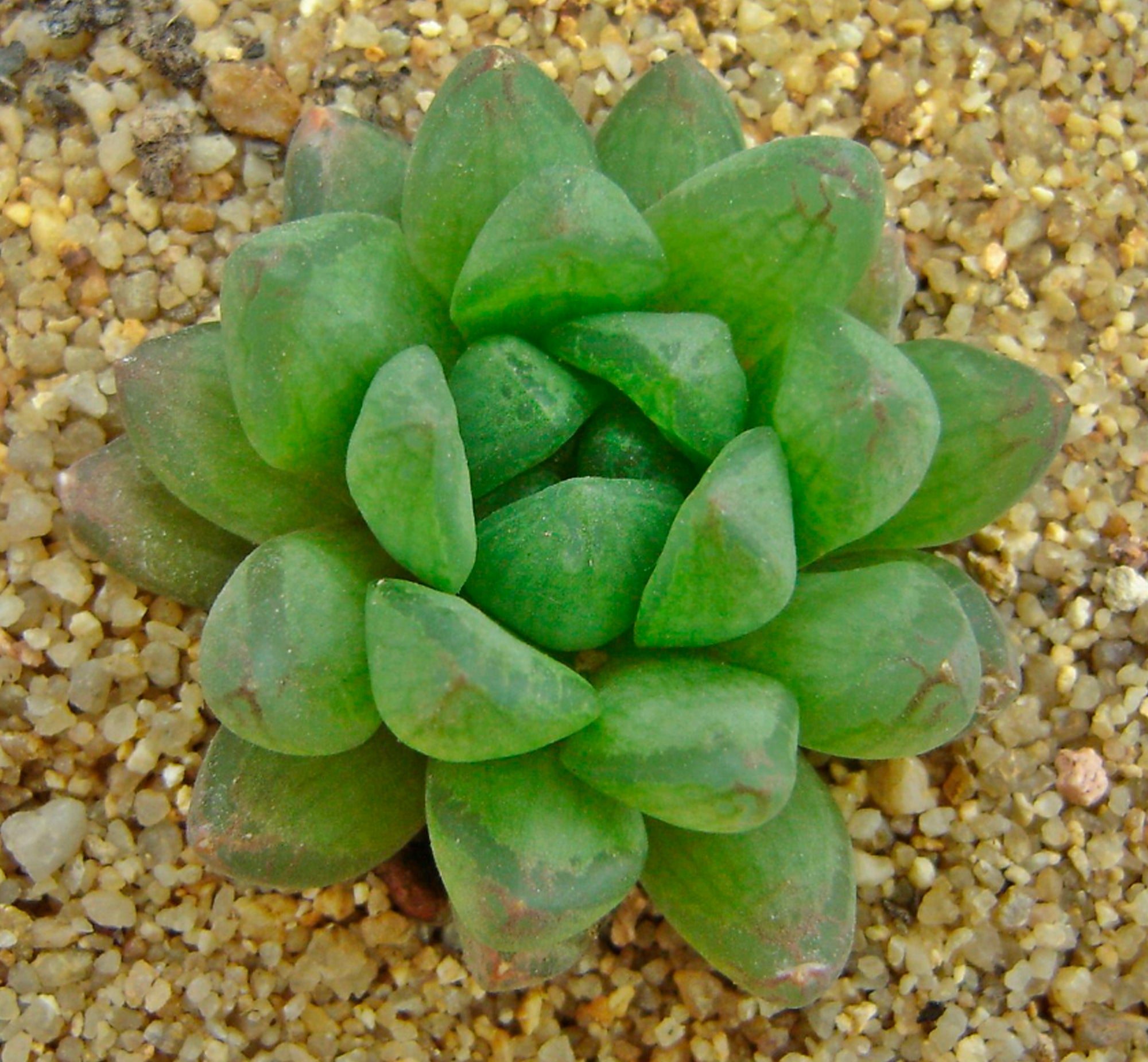 Haworthia Correcta Cupid - horse paw