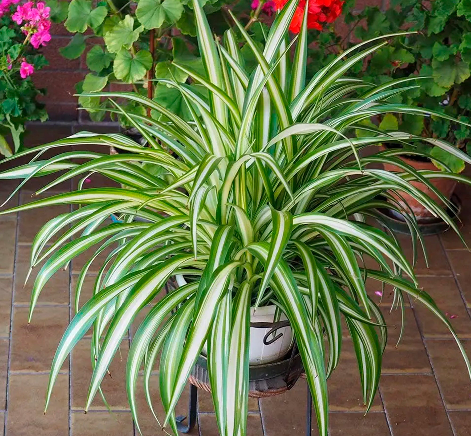 Spider Plant