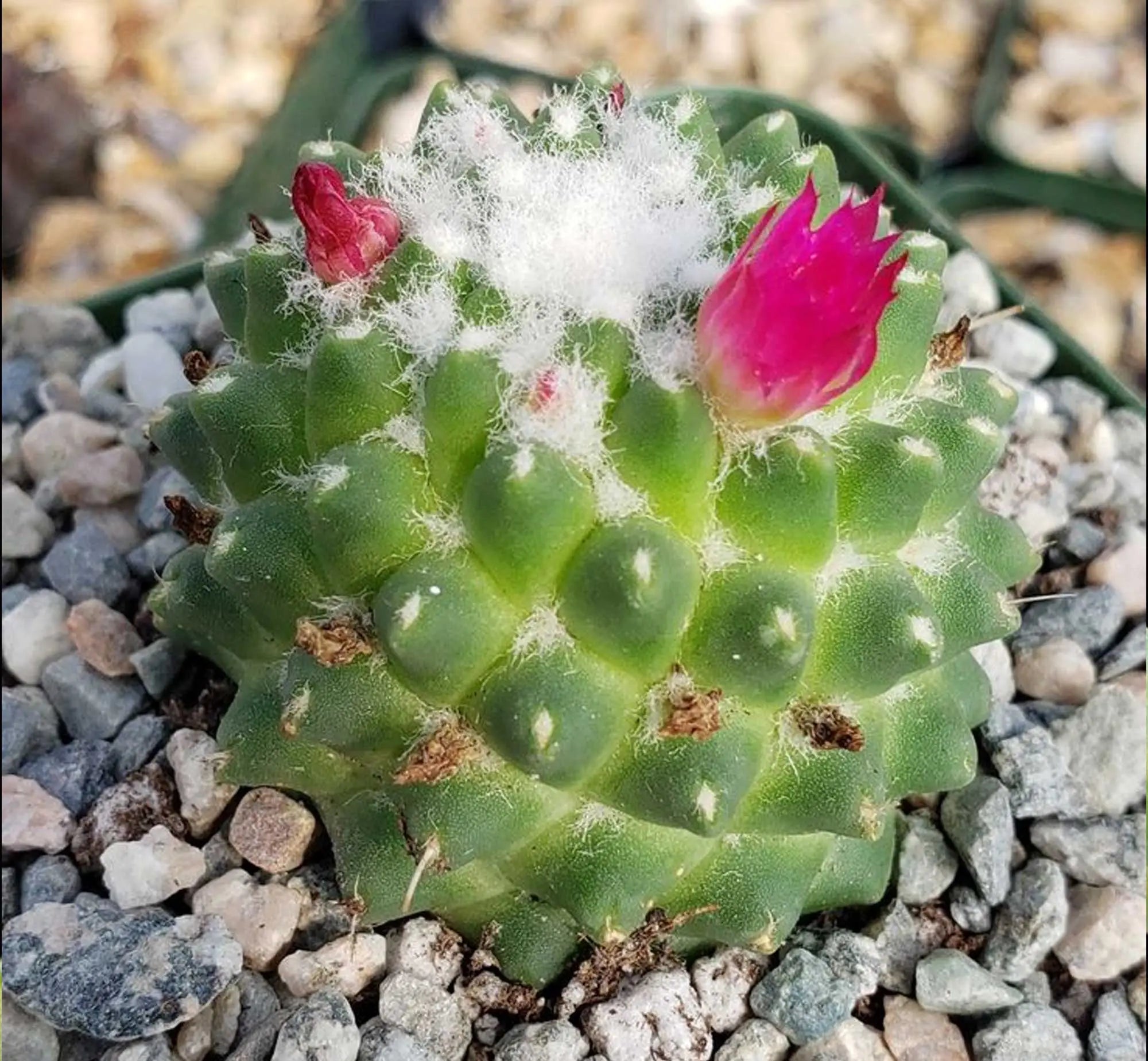 Mammillaria Polythele Toluca (Ananas)