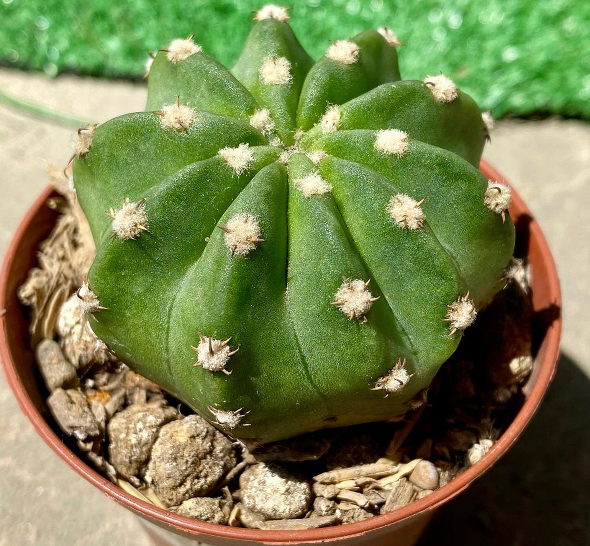 Echinopsis (Subdenudata Cactus)