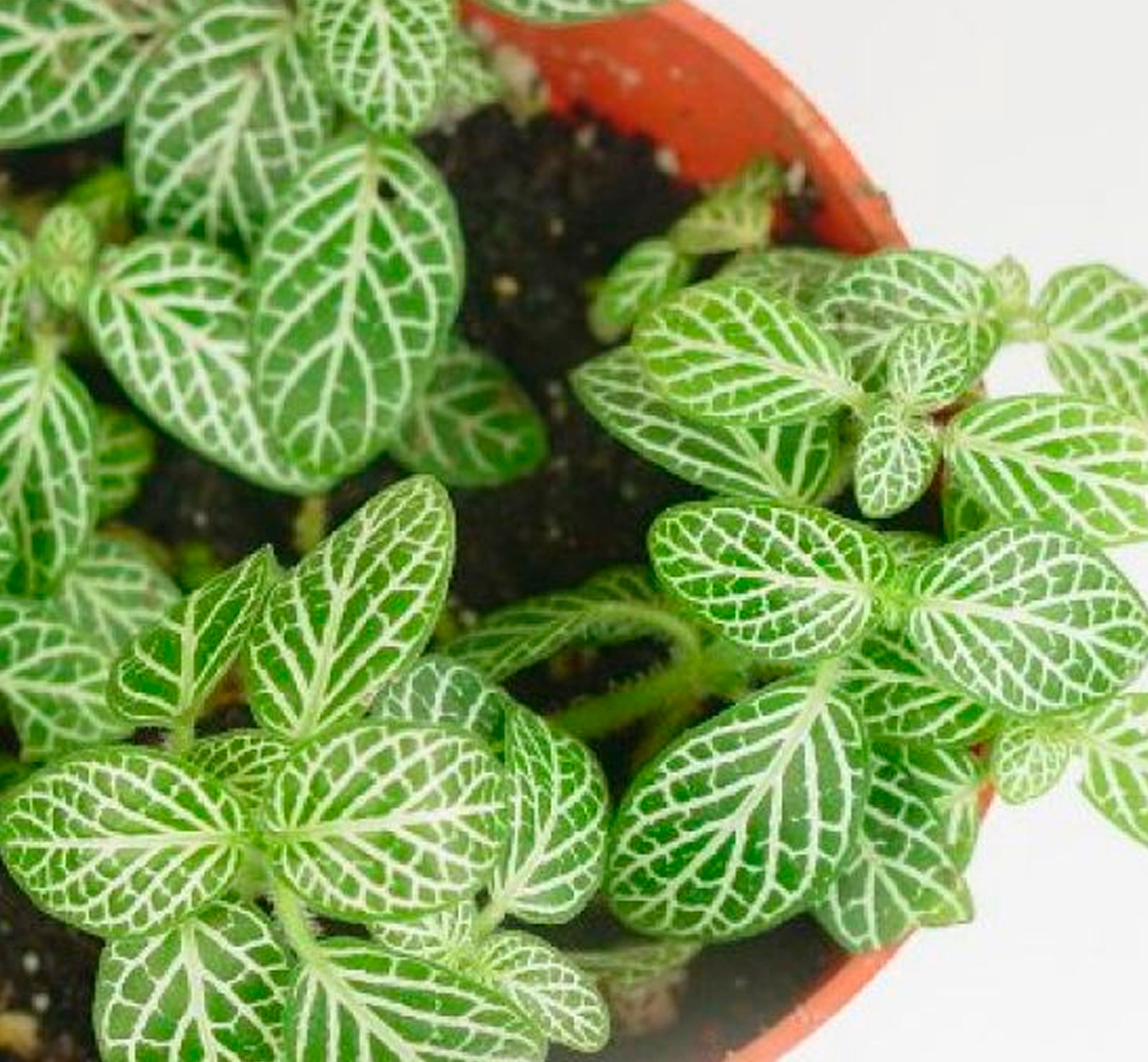 Fittonia (nerve) plant