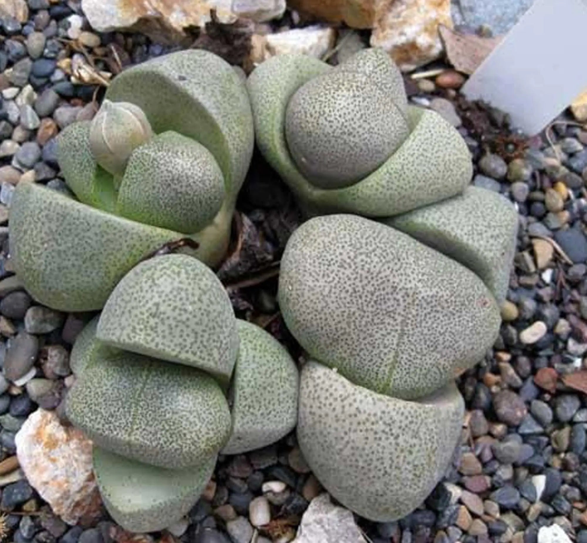 Pilos Succulent