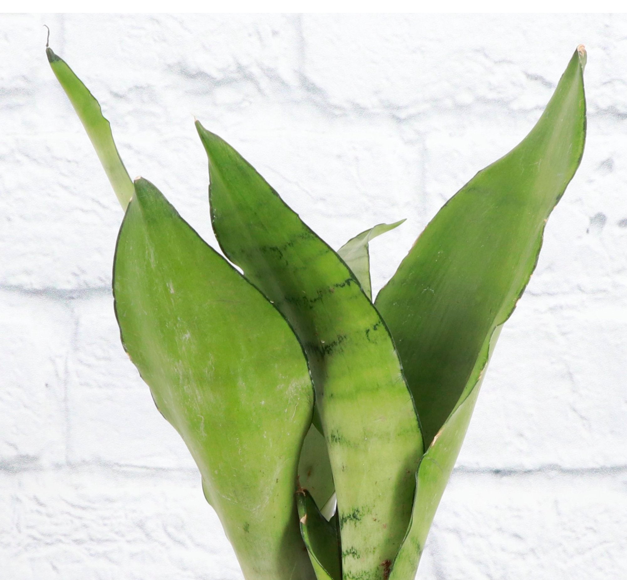 Snake Plant (Sansevieria)