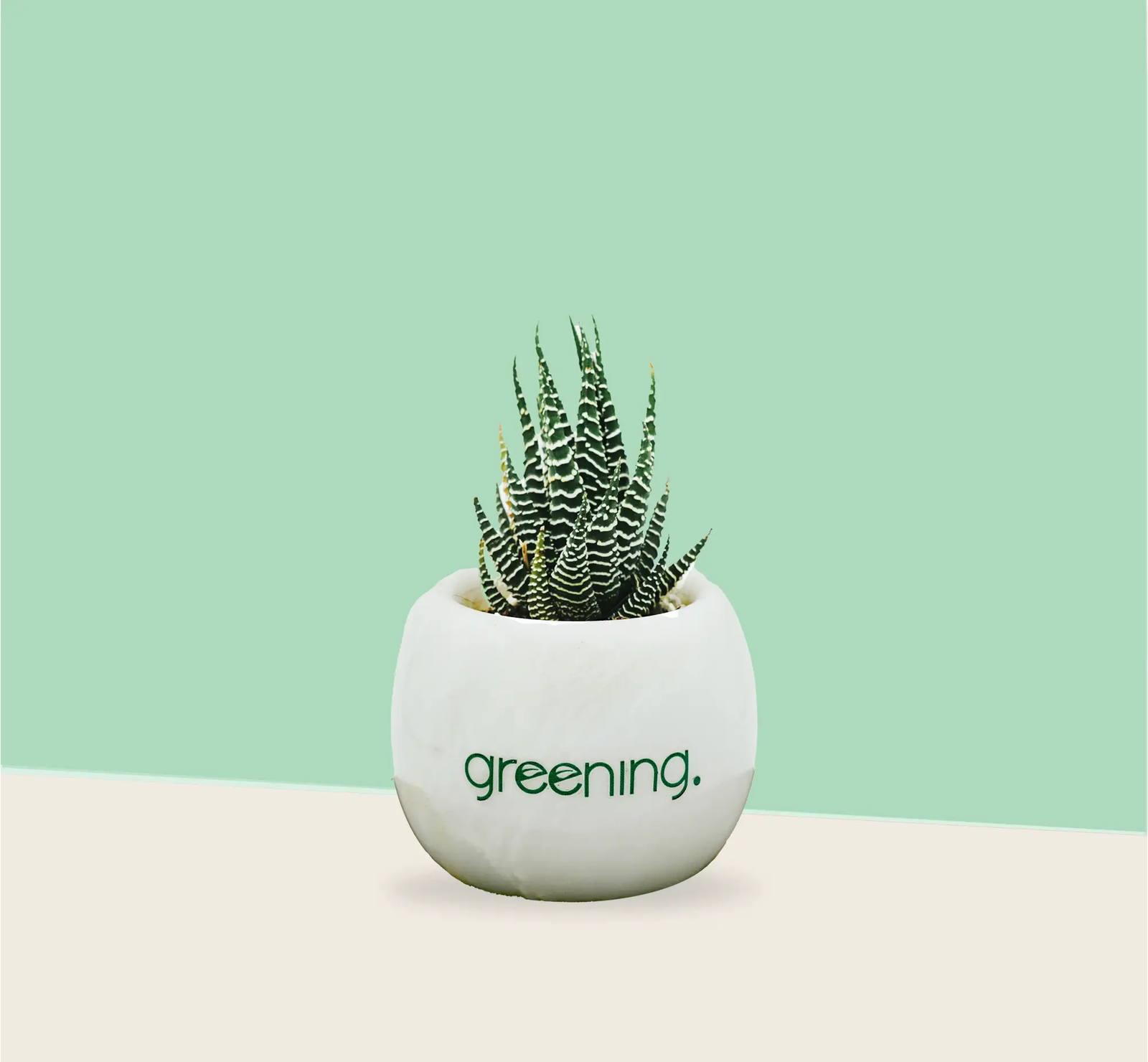 01.png Haworthia Zebra - Image 1