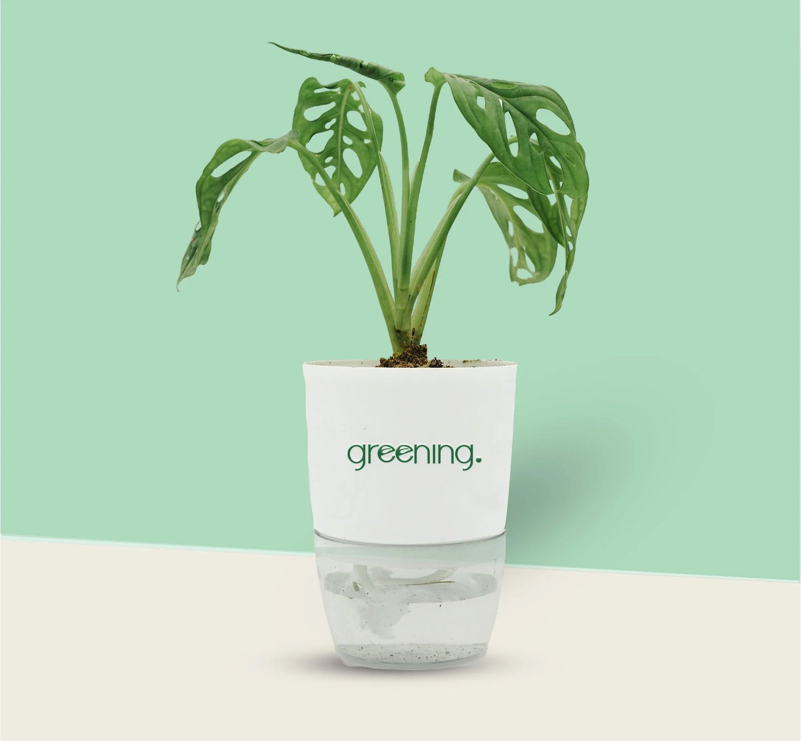 01_c470a2ed-672e-46fb-b6c9-cd783630c06c.jpg Monstera Broken Heart Money Plant - Image 1