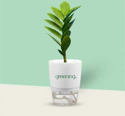 Zamioculcas Zamiifolia-Zamia (ZZ) Plant