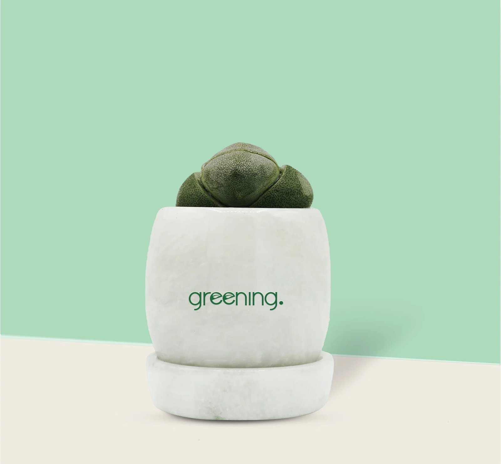 10.2.jpg Pilos Succulent - Image 1