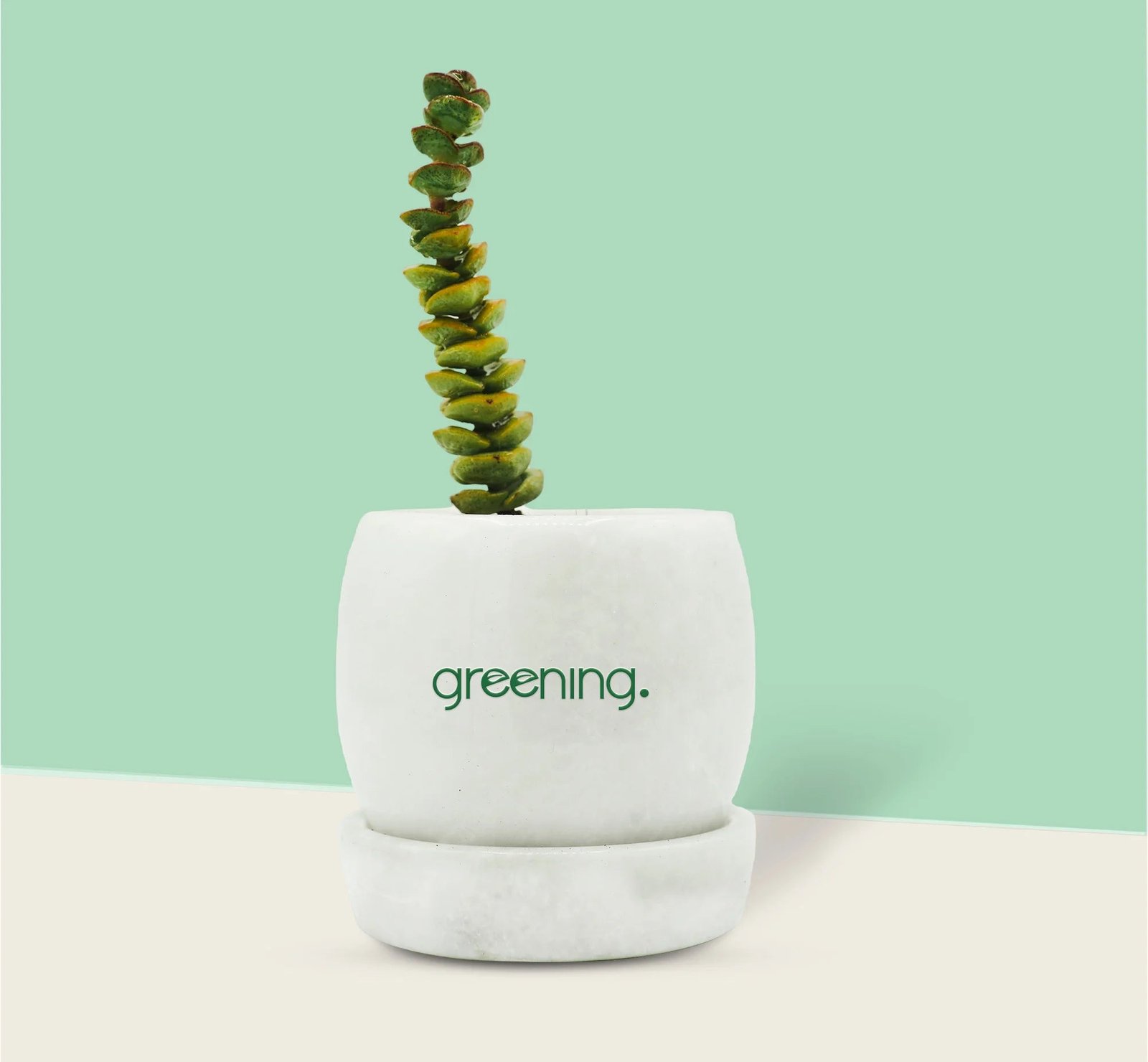 12.1.jpg Crassula Buttons Succulent - Image 1