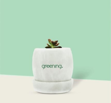 Graptopetalum (Ghost Plant)