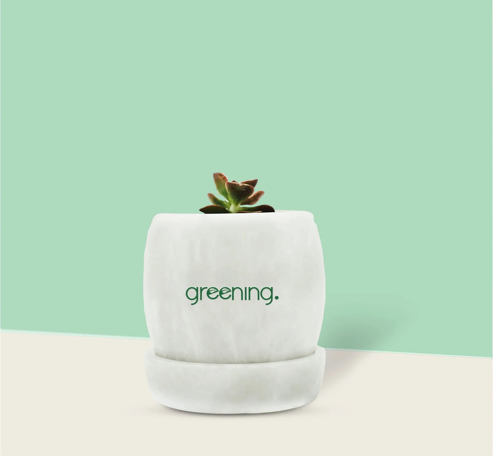 16.jpg Graptopetalum (Ghost Plant) - Image 1