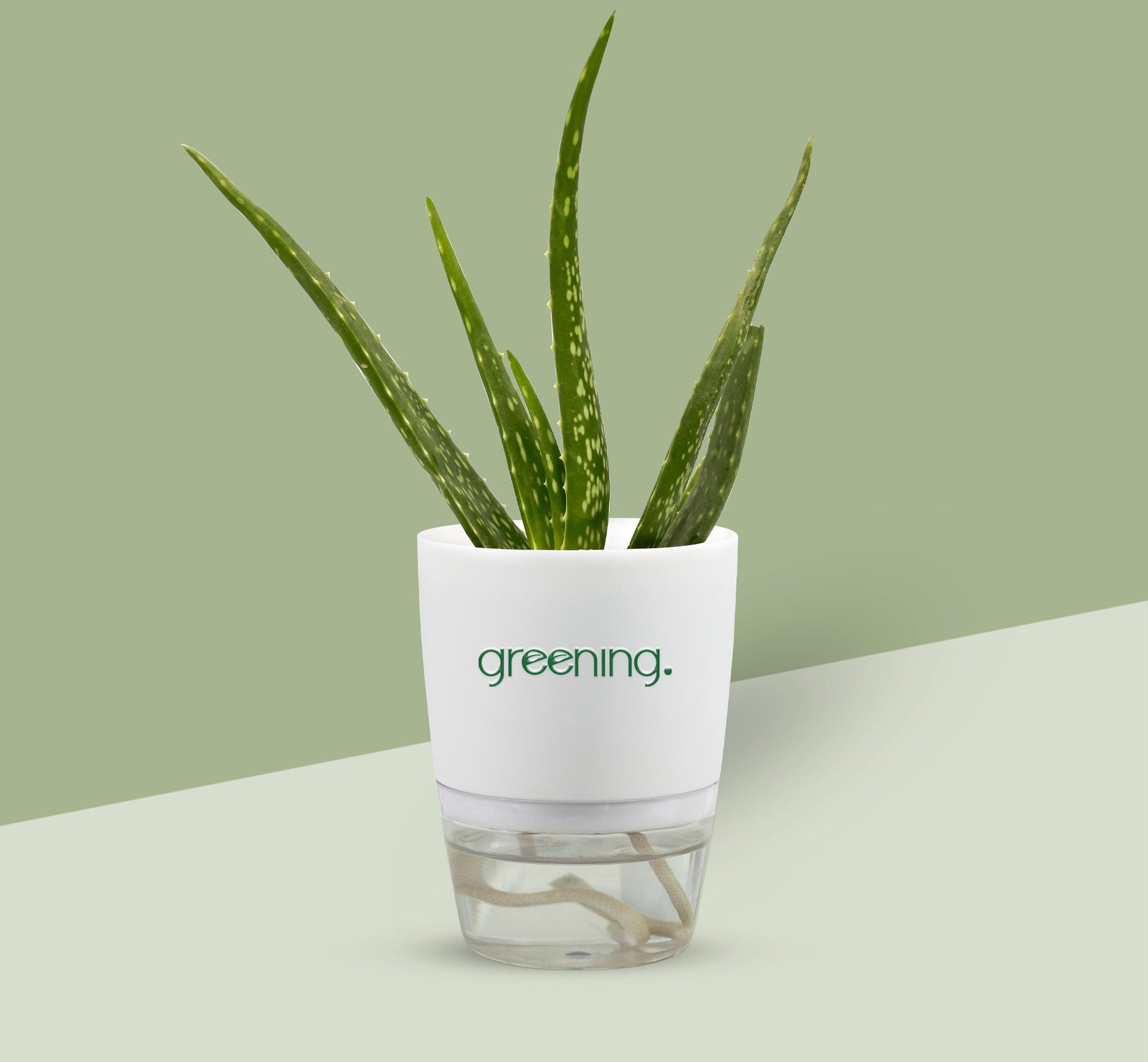 2000x1850AloeVera.jpg Aloe Vera - Image 1