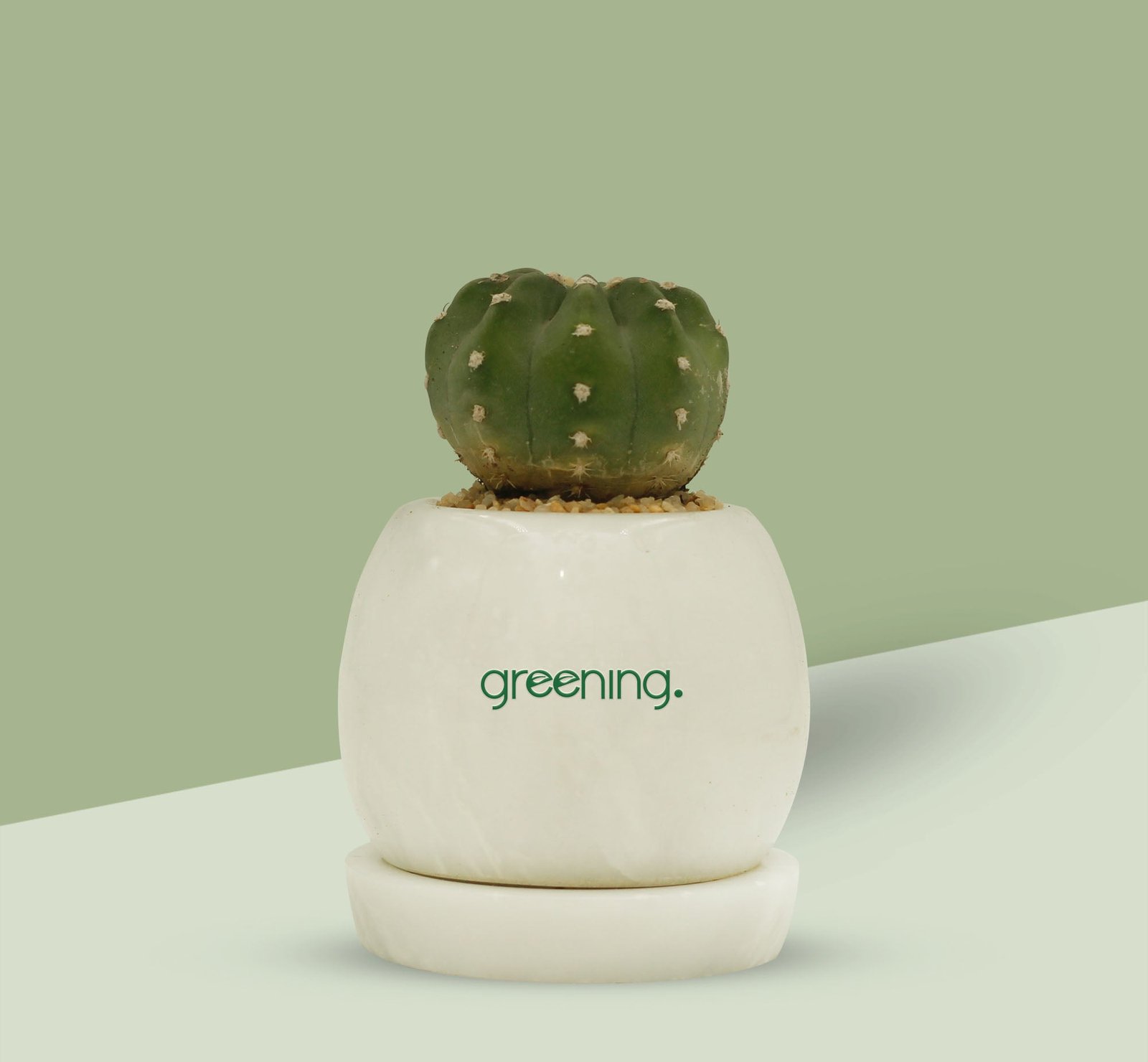 2000x1850Echinopsis_SubdenudataCactus.jpg Echinopsis (Subdenudata Cactus) - Image 1