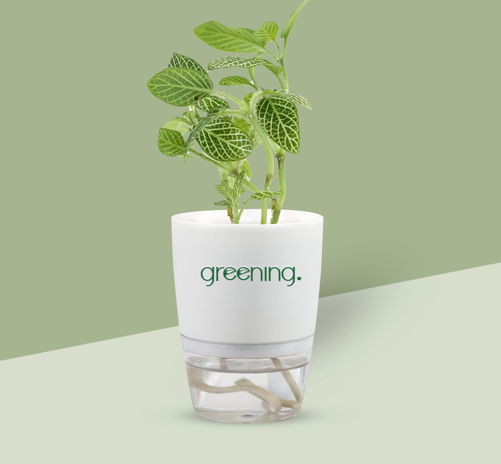 2000x1850Fittonia_nerve_plant.jpg Fittonia (nerve) plant - Image 1