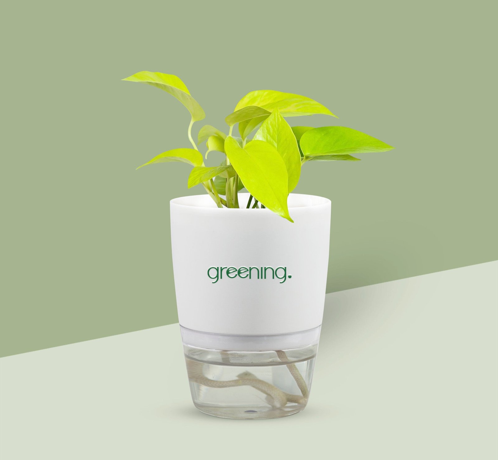 2000x1850NeonLemonLimePothosMoneyPlant.jpg Neon Lemon Lime Pothos Money Plant - Image 1