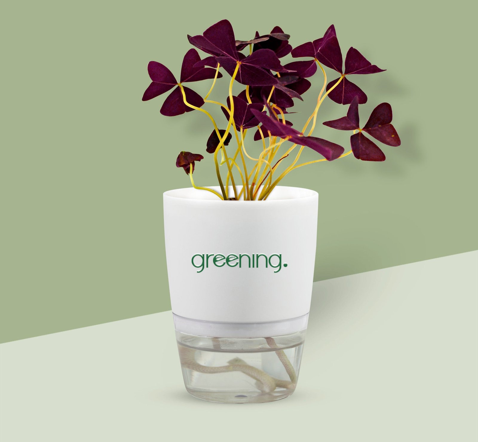 2000x1850PurpleOxilis.jpg Purple Oxalis - Image 1