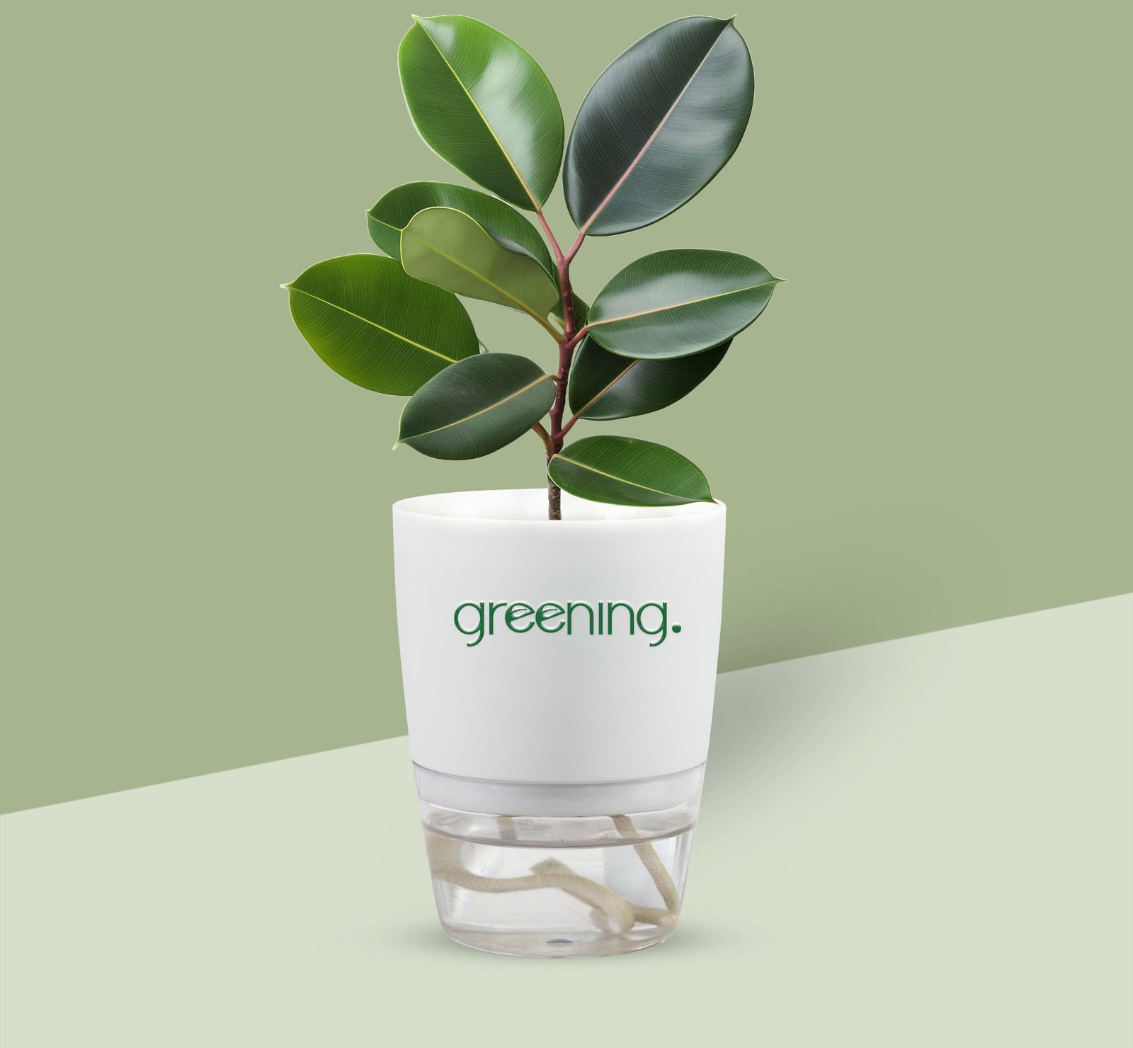 2000x1850Rubberplant.jpg Rubber plant - Image 1