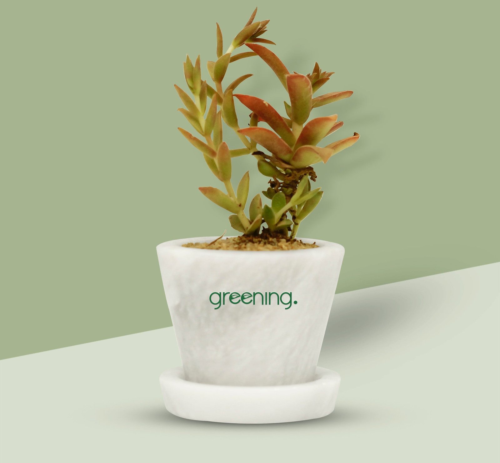 2000x1850_Crassulacapitella-Campfire.jpg Crassula Capitella - Campfire - Image 1