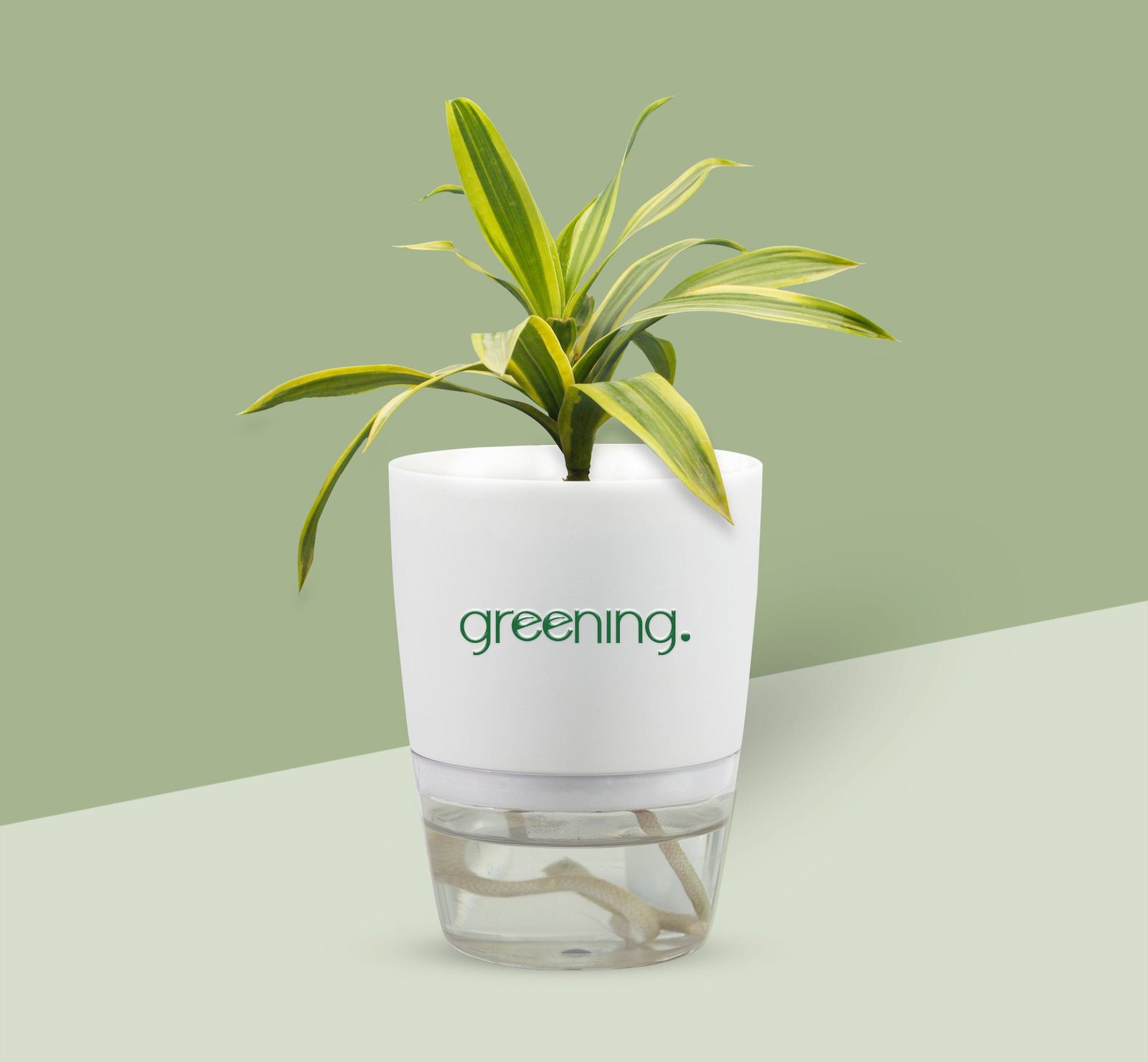 2000x1850dracaenareflexaSongofindia.jpg Dracaena Reflexa Song of India - Image 1