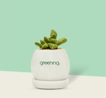 Faucaria Tigrina (Tiger jaws)