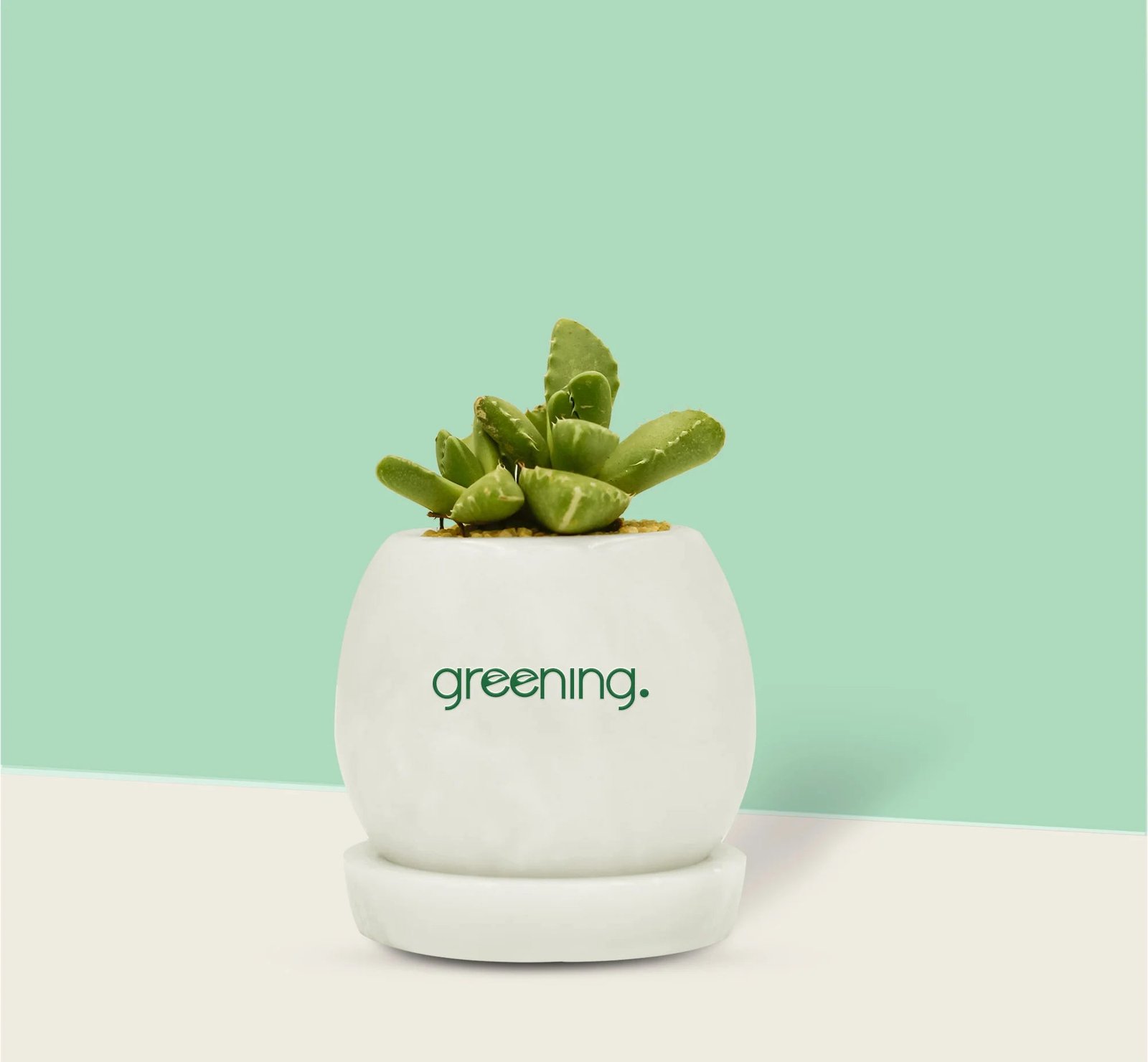 25.jpg Faucaria Tigrina (Tiger jaws) - Image 1