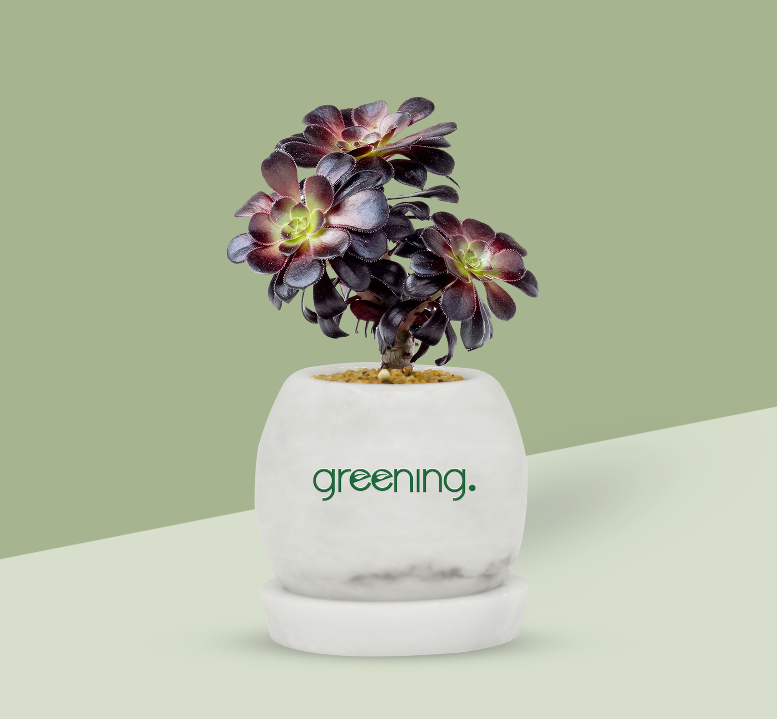 Aeonium-Arboreum-01.png Black Plant Aeonium Zwartkop black Rose Succulent - Image 1