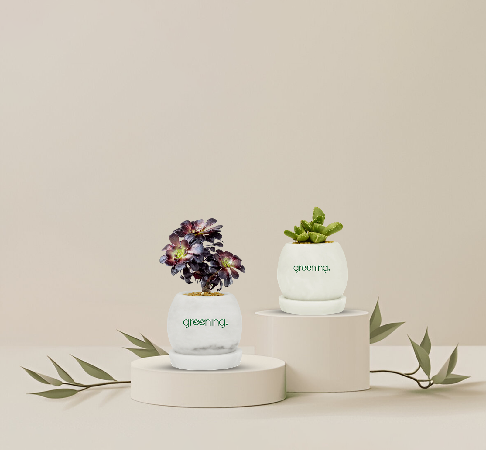 Black-rose-succulent-_-tiger-jaws-01.png Set of 2 Indoor Plants | Black Rose Succulent + Tiger Jaws in Marble Pots - Image 1