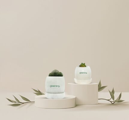 Set of 2 Indoor Plants | Horse Paw + Pilos Succulent in Marble Pots