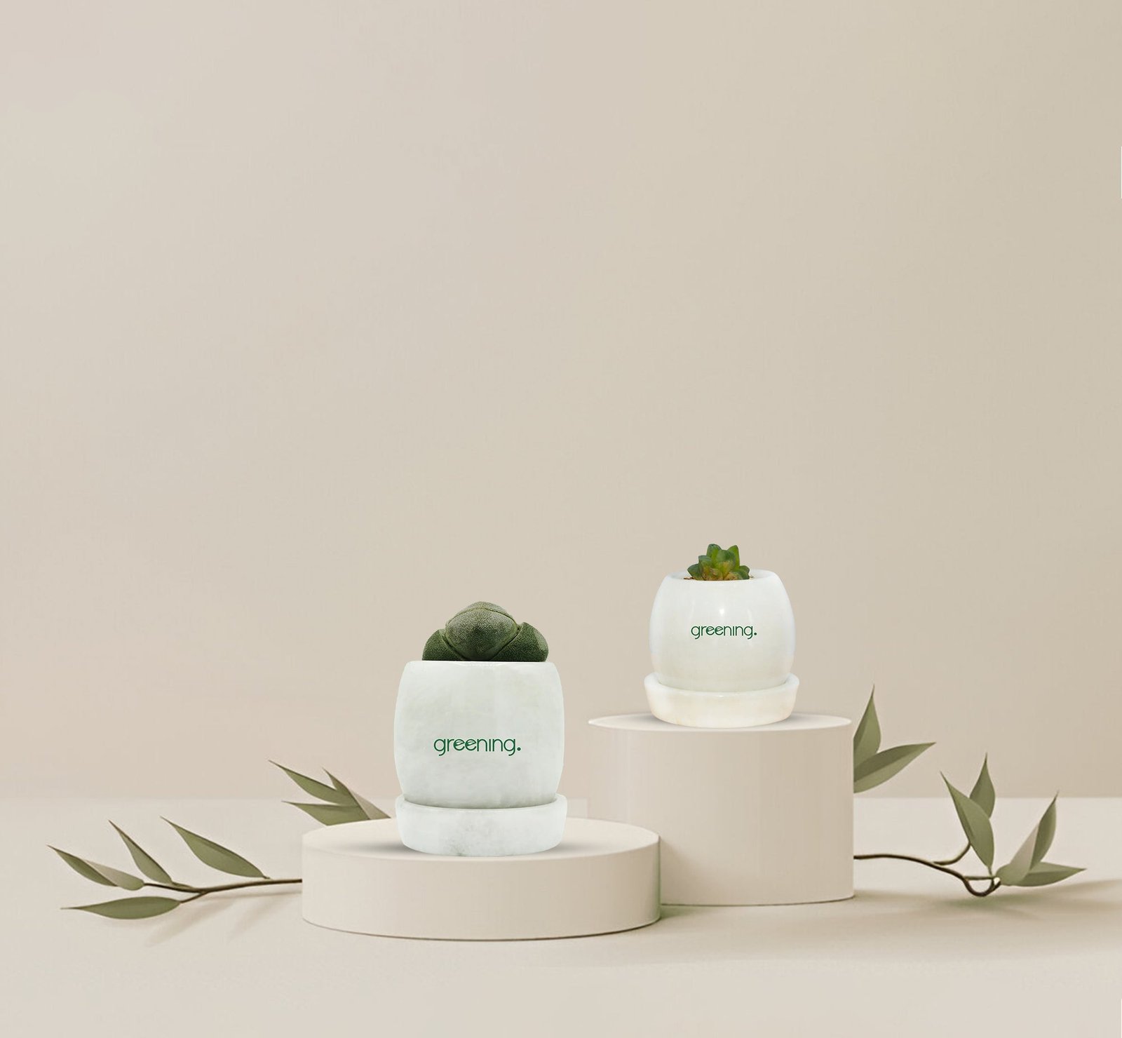 Horsepaw_pilossucculentcopy.jpg Set of 2 Indoor Plants | Horse Paw + Pilos Succulent in Marble Pots - Image 1