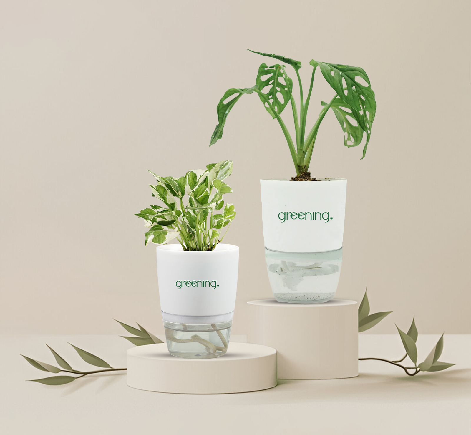 Money-plant-_-monstera_plant.png Set of 2 Money Plants | Money Plant N’Joy+ Monstera Broken Heart in Self-Watering Pots - Image 1