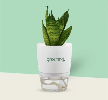 Sansevieria Green - Snake Dawrf  Plant