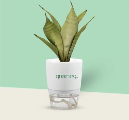 Snake Plant (Sansevieria)