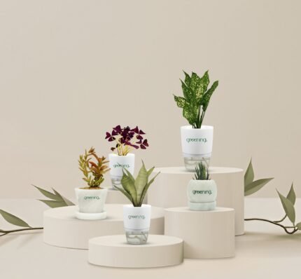 Set of 5 Indoor Plants | Self-Watering + Marble Pot Combo