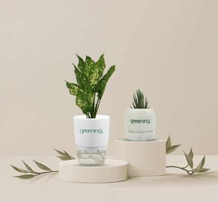 Set of 2 Indoor Plants | Snowwhite + Haworthia Zebra with Self-Watering Pot