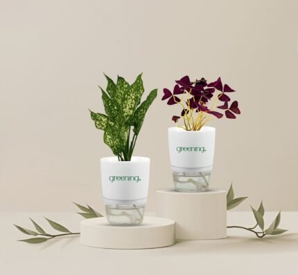 Set of 2 Indoor Plants | Snowwhite + Purple Oxalis with Self-Watering Pots