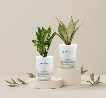 Set of 2 Indoor Plants | Snowwhite + Snake Plant in Self-Watering Pots