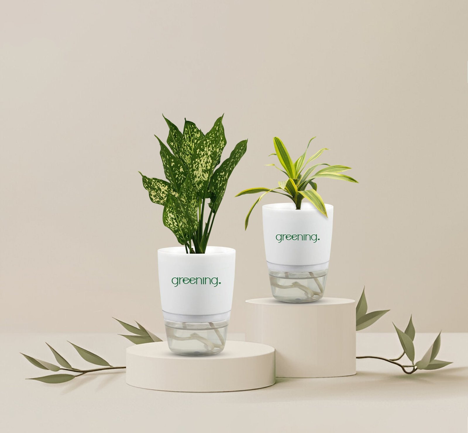 Snowwhite_songofindiacopy.jpg Set of 2 Indoor Plants—Snow White + Song of India with Self-watering Pot - Image 1